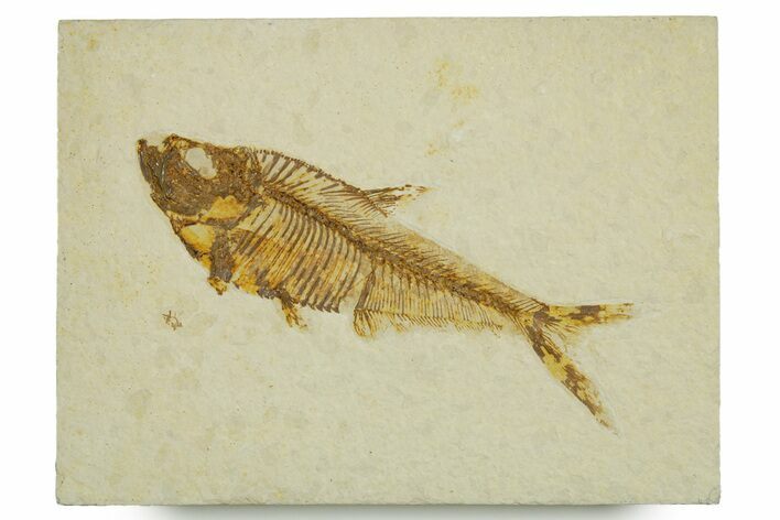 Detailed Fossil Fish (Diplomystus) - Wyoming #373829